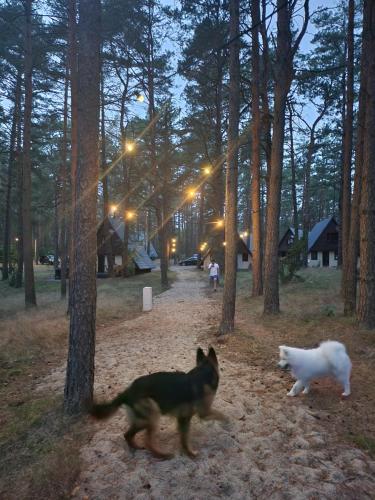 a dog and a cat running in the woods at Jak Tu Sielsko in Osiek