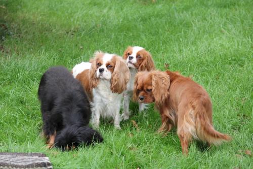 a group of four dogs standing in the grass at Pension Roager in Jejsing