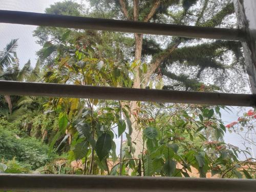 a view from a window of a tree at S.A.W.A (Studio of African wildlife Arts) 