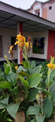 un cespuglio con fiori gialli di fronte a una casa di S.A.W.A (Studio of African wildlife Arts) 