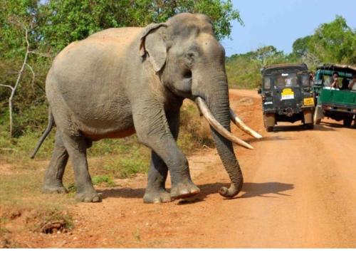 an elephant walking on a dirt road with vehicles at River Edge Safari House in Udawalawe