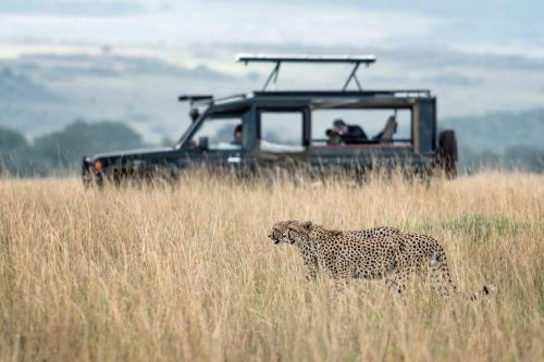 Altri animali domestici presso il campeggio o nei dintorni