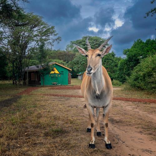 Altri animali domestici presso il campeggio o nei dintorni