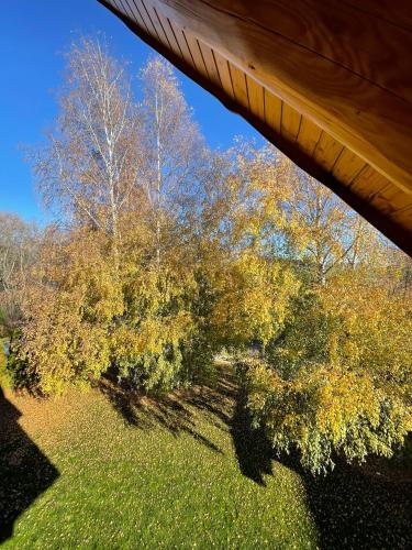 an overhead view of a tree in a field at Zrub Mrázik in Veľká Lomnica