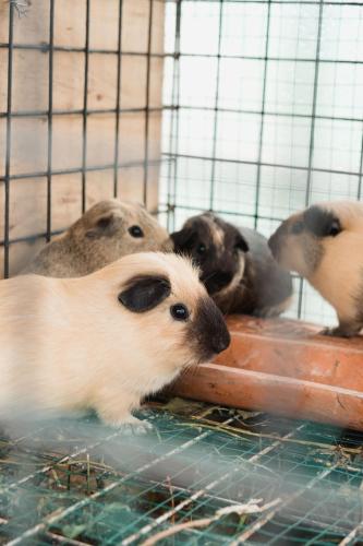 three animals in a cage in the water at Girihill Farmhouse in Munduk