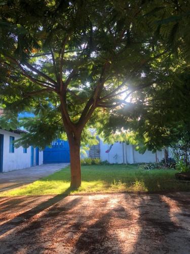 een boom in een veld waar de zon doorheen schijnt bij Casa com 7 quartos e área ampla in Alcobaça