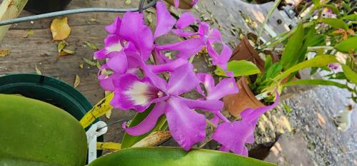 a purple flower sitting on top of a plant at Tot Hier Toe in Phalaborwa