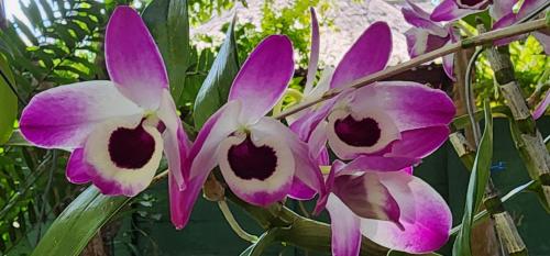 a group of purple and white orchid flowers at Tot Hier Toe in Phalaborwa