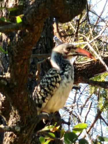 a bird is sitting on a tree branch at Tot Hier Toe in Phalaborwa