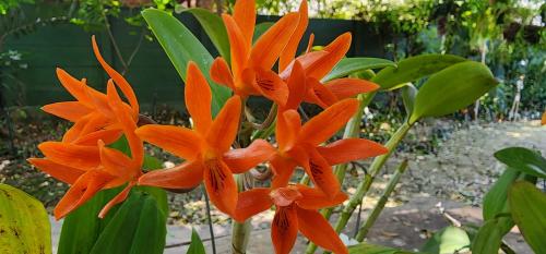 a group of orange flowers on a plant at Tot Hier Toe in Phalaborwa