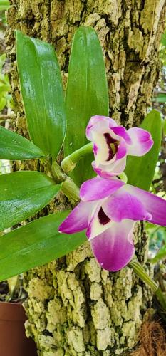 a purple and white flower next to a tree at Tot Hier Toe in Phalaborwa