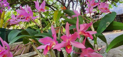 a bunch of pink flowers in a garden at Tot Hier Toe in Phalaborwa