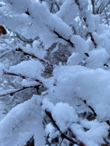 a pile of snow on a plant with branches at Le Roitelet in Châtel