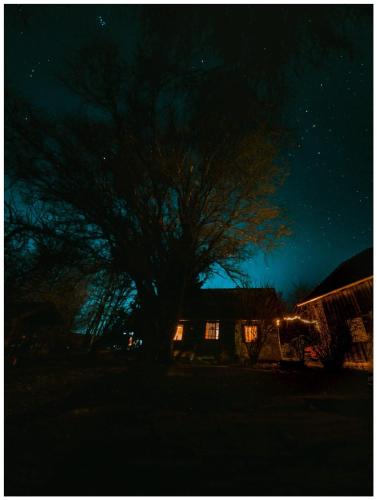 a tree in front of a house at night at Fecskefészek Vendégház Őriszentpéter in Őriszentpéter