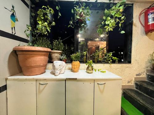 Zimmer mit Topfpflanzen auf einem Schrank in der Unterkunft Hotel the pacific Chakala in Mumbai