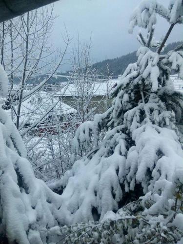 a snow covered tree is covered in snow at Casa bunicilor dor de Bucovina in Câmpulung Moldovenesc