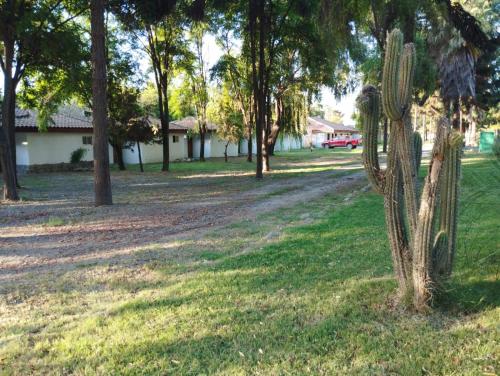 um cacto no meio de um campo com árvores em Hotel-Alto Los Lirios em Rancagua