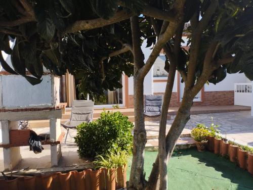 a tree in a yard with two chairs and plants at Casa Sarguito in Sagres