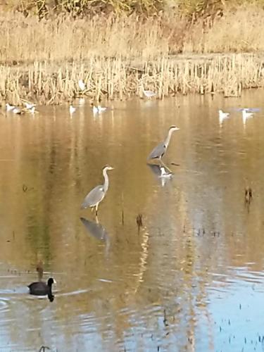 a group of birds walking in the water at Studio's Park - Heverlee in Leuven