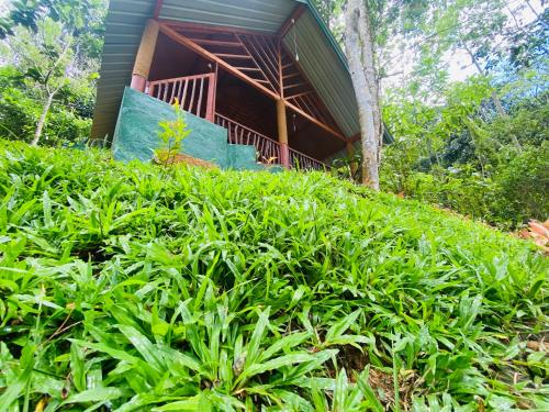a house sitting on top of a lush green hill at The Rainforest Hideaway in Deniyaya