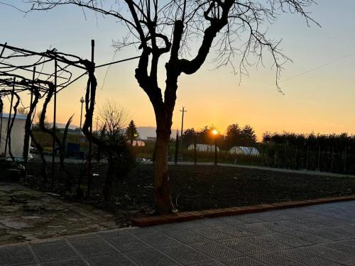 uma árvore num campo com o pôr-do-sol ao fundo em The Tuscany Rose em Pistoia