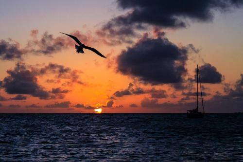 a bird flying over the ocean with a sail boat at Black Dolphin Inn in New Smyrna Beach