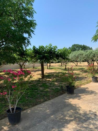Photo de la galerie de l'établissement L'Oliveraie Serroise, à Carpentras