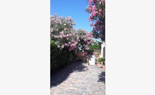 a street with pink flowers and trees on the side at Sabrina Airport in Fiumicino