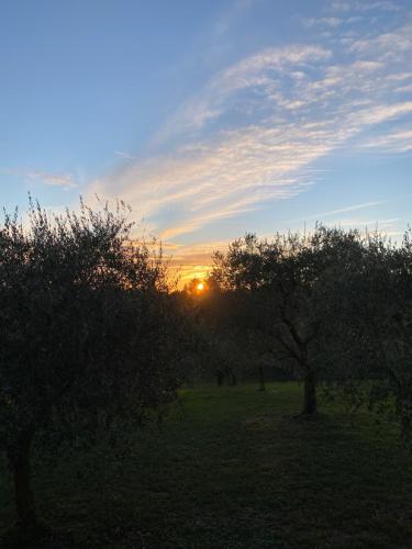 a sunset over an orchard with trees in a field at Residence19ilborgo in Asolo