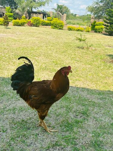 a brown chicken standing in the grass in a field at Lobi Home Stays in Kubuta