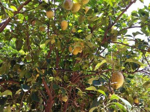 a tree with lots of lemons growing on it at Villa Erato in Palaiokastro