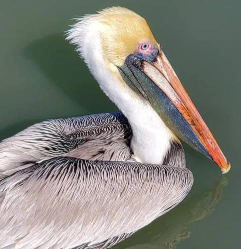 a bird with a long beak sitting in the water at Pelican Fresh Entire Unit Kit Washer Dryer Upstairs 3Mi to Beach in Bonita Springs