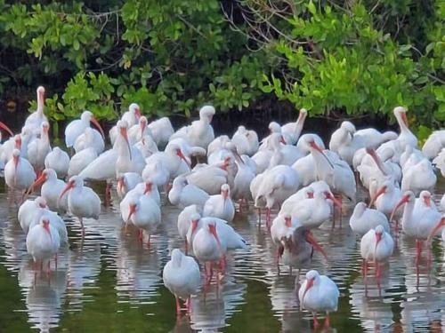 a flock of white birds standing in the water at Pelican Fresh Entire Unit Kit Washer Dryer Upstairs 3Mi to Beach in Bonita Springs