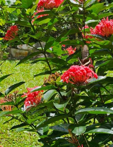 Um jardim em CASA RELOJ