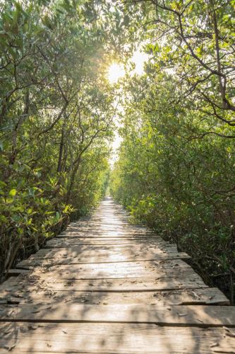 a tree lined road with the sun in the distance at Villas VR Beachwalk Avellanas in Playa Avellana