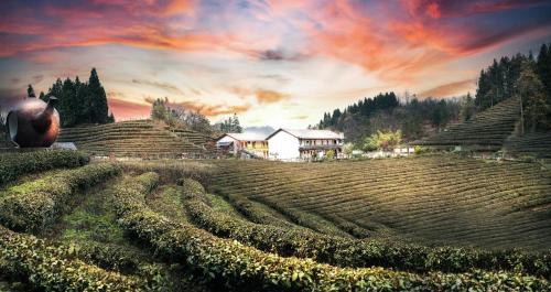 a field of tea plantations with a house in the background at Zhangjiajie YOLO Resort--Within Zhangjiajie National Forest Park in Zhangjiajie