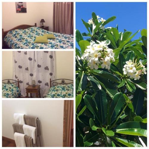 a collage of photos with a bed and a plant at Karenga appartel Tontouta in La Tontouta