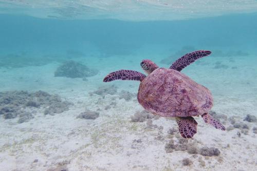 żółw morski pływający w wodzie w obiekcie リーフハウス　A棟 w mieście Miyako-jima