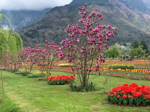 a row of flowers in a field with mountains at Zebervan Hill Side Retreat in Srinagar