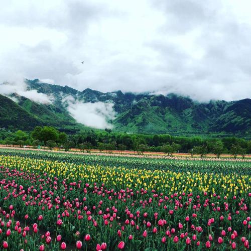 un champ de fleurs avec des montagnes en arrière-plan dans l'établissement Zebervan Hill Side Retreat, à Srinagar