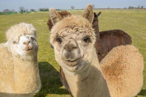 two llamas standing next to each other in a field at The Dairy in Great Massingham
