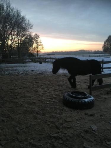 a horse standing next to a tire in a field at Kälberstall in Zetel