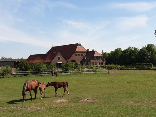 three horses grazing in a field in front of a house at Camping Eefting in Rohel