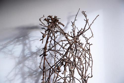 a tree branch with no leaves on it at Schlegelhof in Kirchzarten