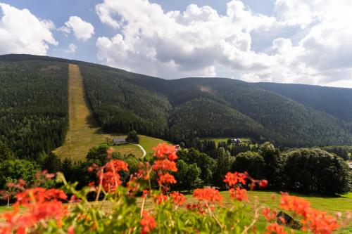 a view of a hill with red flowers in the foreground at Pension Slunečnice & Restaurace Farma in Špindlerův Mlýn