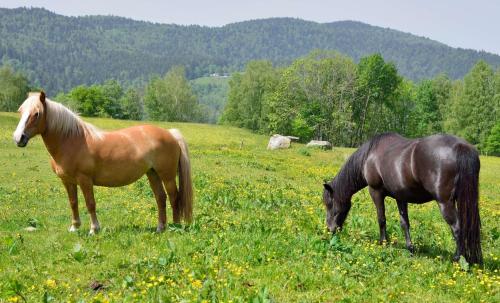 two horses standing in a field of grass at Chambres d'hôtes Hébergement F.Mathieu in Saint-Maurice-sur-Moselle