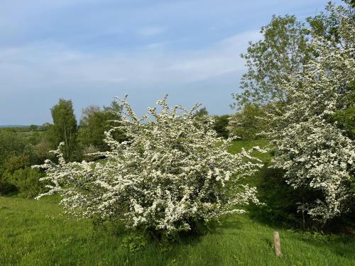 a tree with white flowers in a field at Cosy Stable at Oak Farm in Usk
