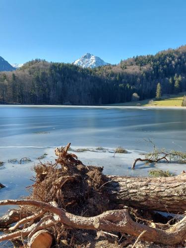 a dead tree laying on the shore of a lake at AlpApart Hornberg in Hofen
