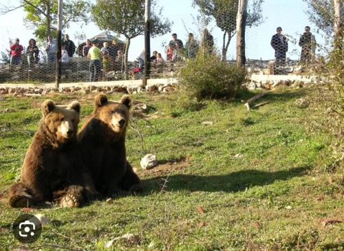 Άλλα ζώα σε αυτό το διαμέρισμα ή στη γύρω περιοχή