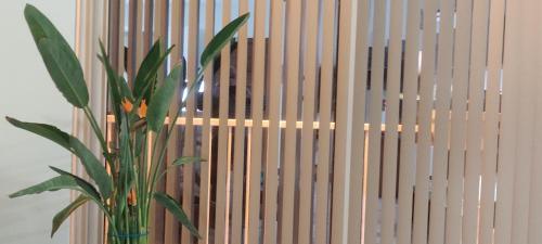 a plant in a vase in front of a window at Relax in Victoria